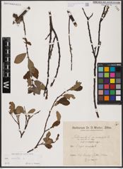 Foto von Salix aurita L.